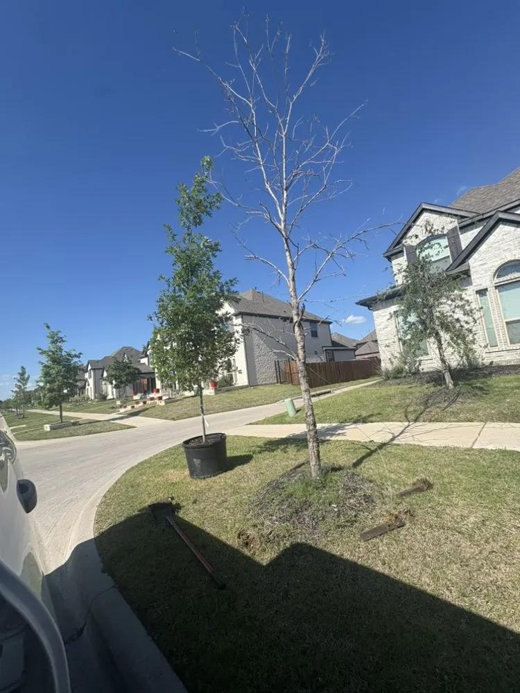 Top-rated garden landscaping experts serving The Colony, TX - Orchid Landscape