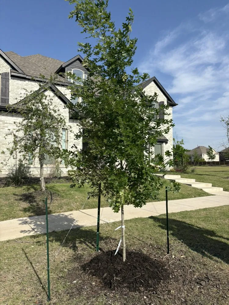 Top-rated landscape design experts serving The Colony, TX - Orchid Landscape