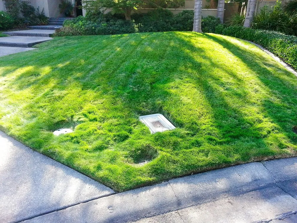 Affordable residential landscaping for year-round maintenance across Sacramento, CA - Orchid Lawn Care