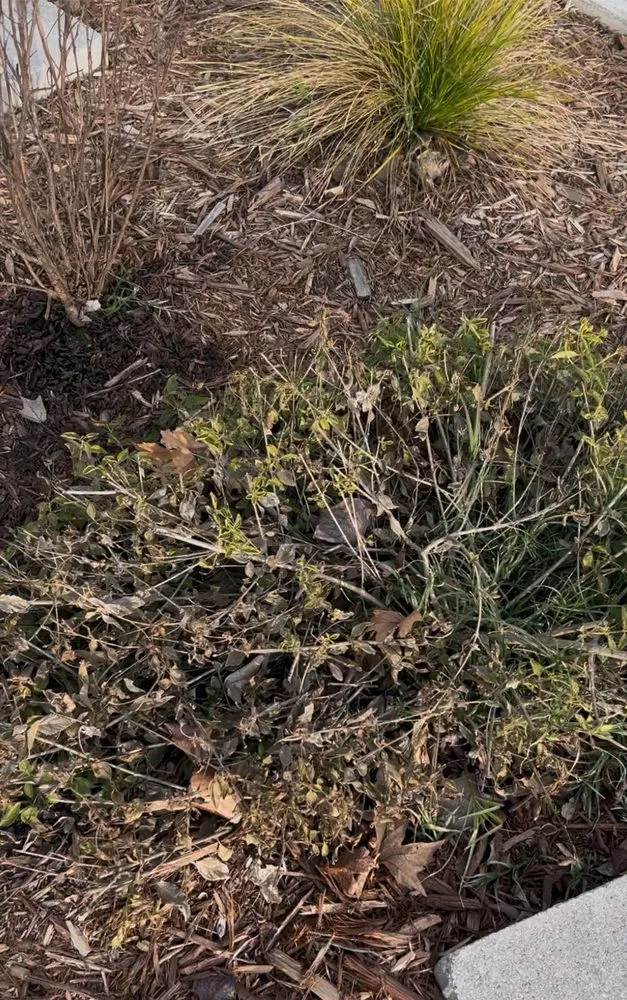 Local lawn care service near you across Sacramento, CA - Orchid Lawn Care