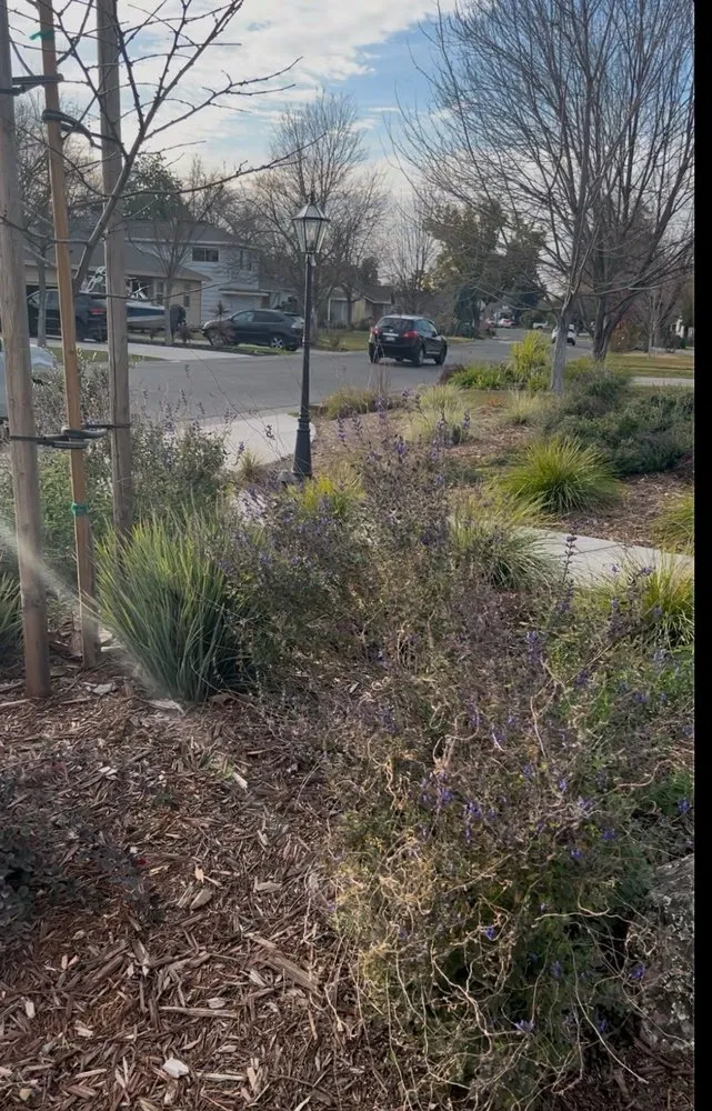 Expert yard cleanup service in Sacramento, CA by Orchid Lawn Care