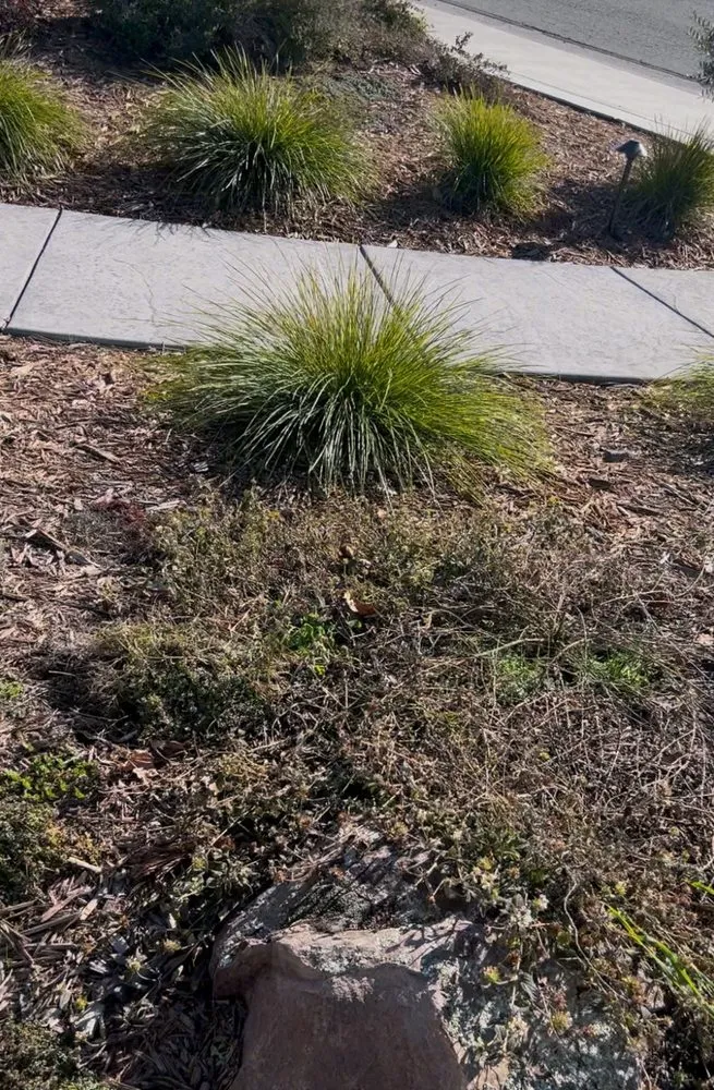 Affordable landscape installation in Sacramento, CA by Orchid Lawn Care