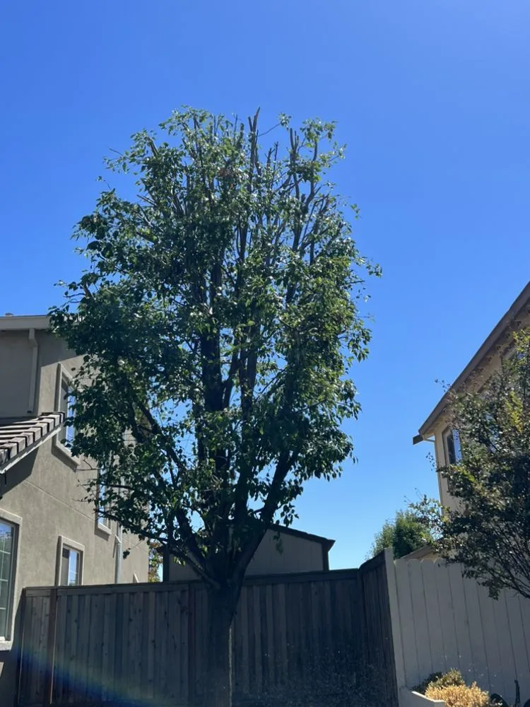 Reliable yard cleanup service for year-round maintenance in Fairfield, CA by Ordaz Landscaping