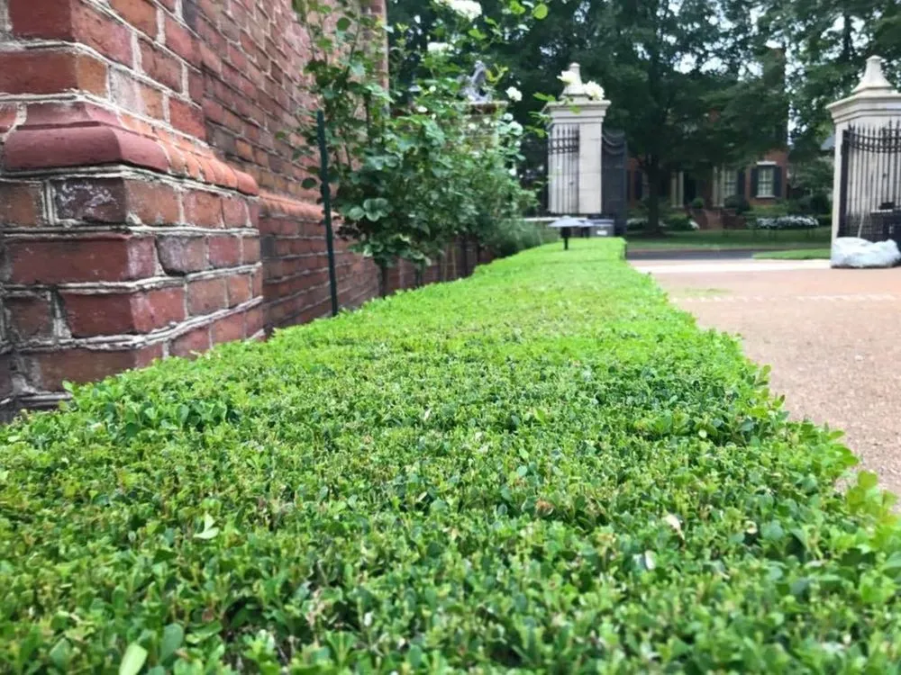 Top-rated lawn care service with custom design across Memphis, TN - Ordaz Lawn & Landscaping Service