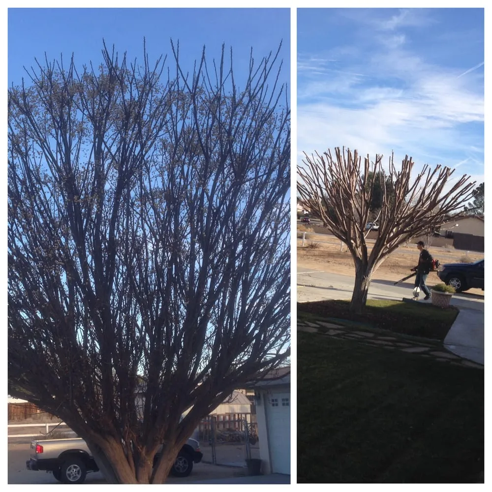 Local landscape design for beautiful yards across Apple Valley, CA - Ordonez Landscaping