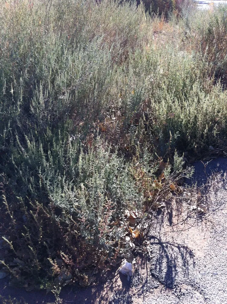 Reliable lawn mowing service in Apple Valley, CA by Ordonez Landscaping