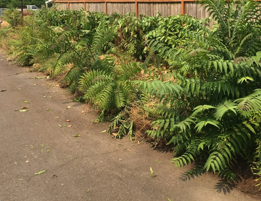 Local landscaping services experts serving Portland, OR - Ore-Green Gardening