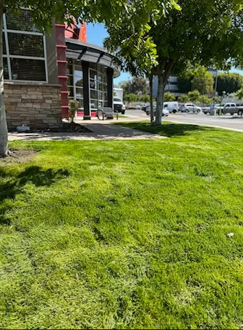 Reliable yard maintenance experts serving Whittier, CA - Oreas Gardening