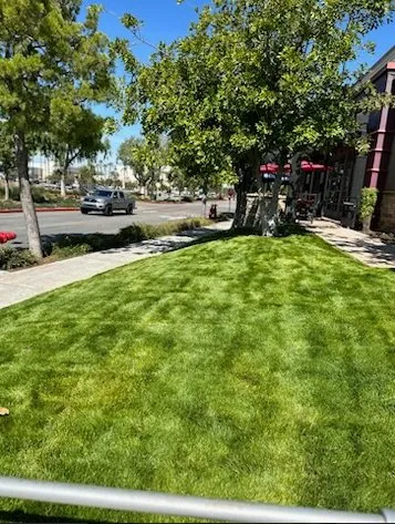 Custom landscaping services for homes in Whittier, CA by Oreas Gardening