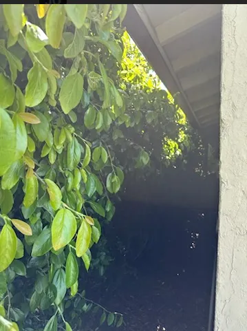 Affordable landscape installation for homes in Whittier, CA by Oreas Gardening