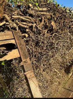 Trusted landscape installation experts serving Whittier, CA - Oreas Gardening