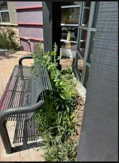 Custom residential landscaping in Whittier, CA - Oreas Gardening