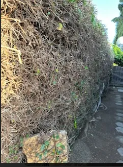 Top-rated lawn mowing service for residential properties in Whittier, CA by Oreas Gardening