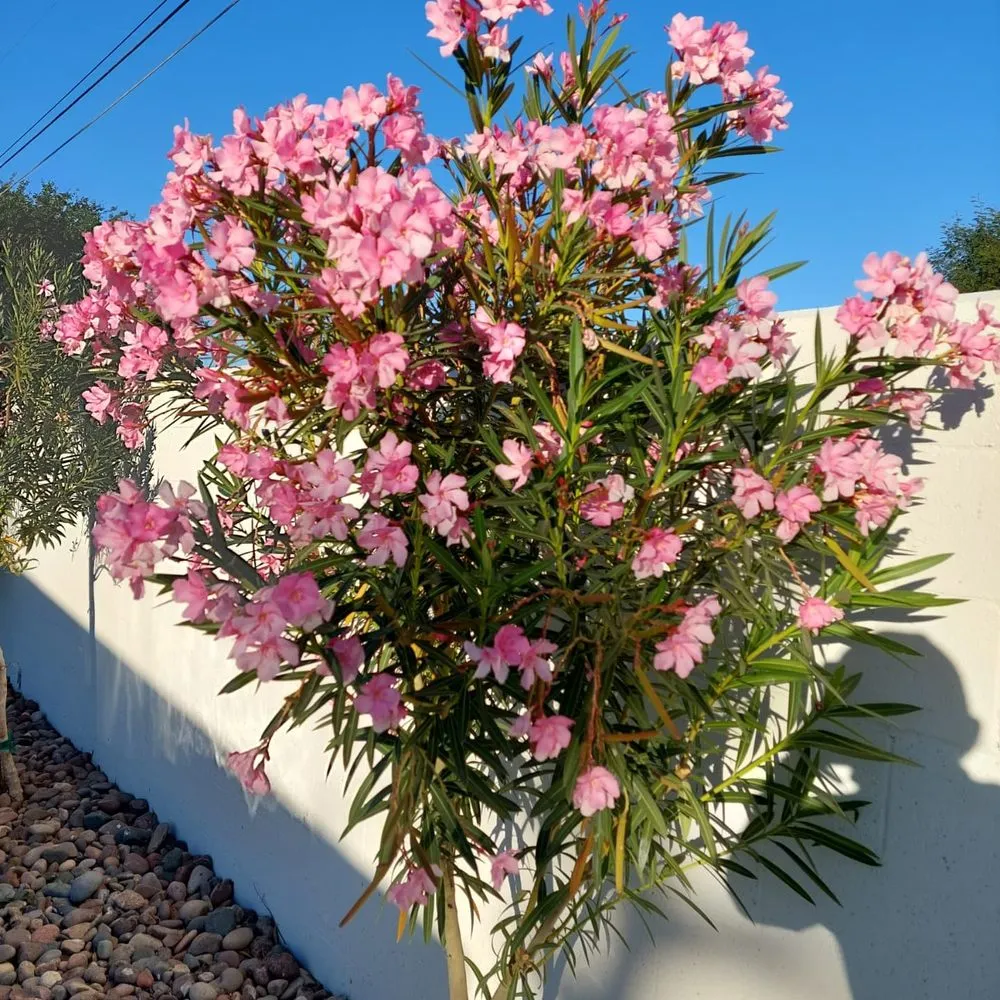 Expert lawn mowing service for year-round maintenance across Palm Springs, CA - Orea's Landscaping & Gardening Services