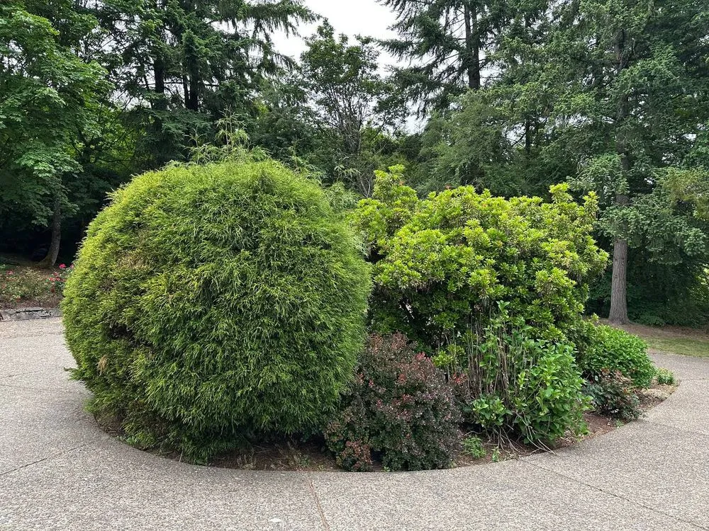 Trusted lawn care service experts serving Portland, OR - Oregon Garden Ninjas