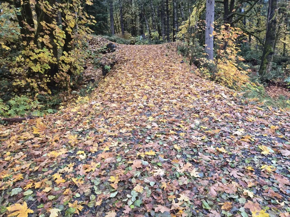 Top-rated outdoor landscaping for beautiful yards in Birkenfeld, OR by Oregon Natural Landscapes
