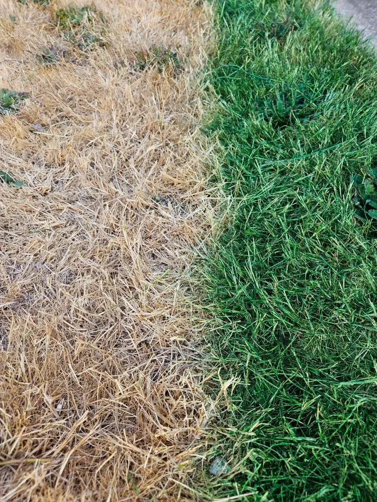 Top-rated garden landscaping experts serving Keizer, OR - Oregon Turf Painters