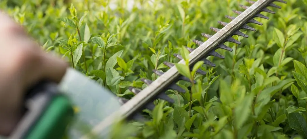 Reliable yard cleanup service experts serving San Antonio, TX - Orellana Landscaping Services