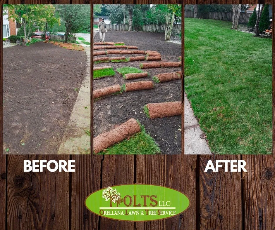 Professional outdoor landscaping in Fairfax, VA by Orellana Lawn & Tree Services