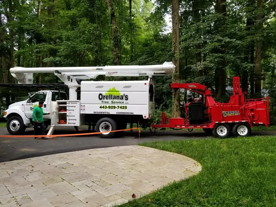 Local yard cleanup service for year-round maintenance in Essex, MD by Orellana Tree Service