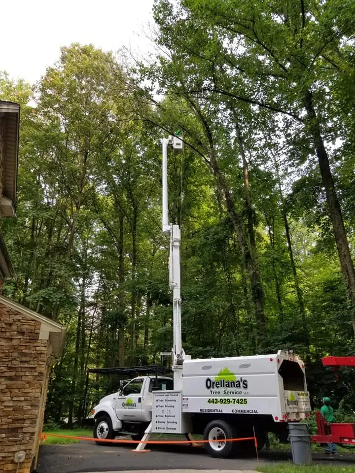 Local landscaping services with custom design in Essex, MD by Orellana Tree Service