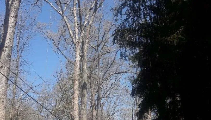 Expert landscaping services with custom design in Essex, MD by Orellana Tree Service