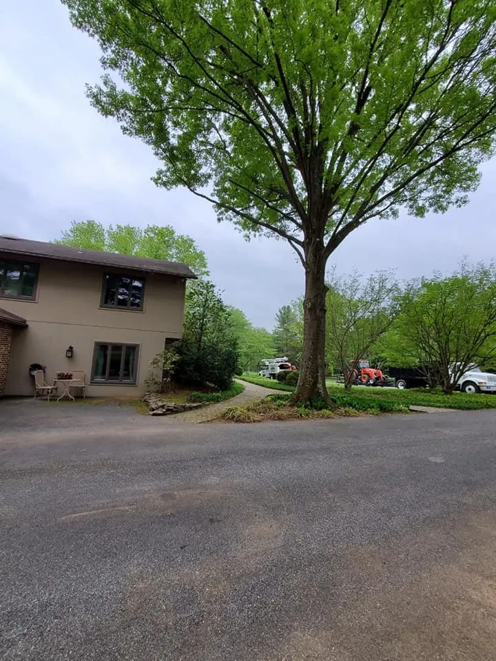 Custom yard maintenance for beautiful yards in Essex, MD by Orellana Tree Service