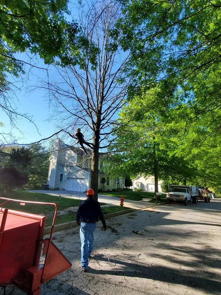Affordable residential landscaping for outdoor upgrades in Essex, MD by Orellana Tree Service