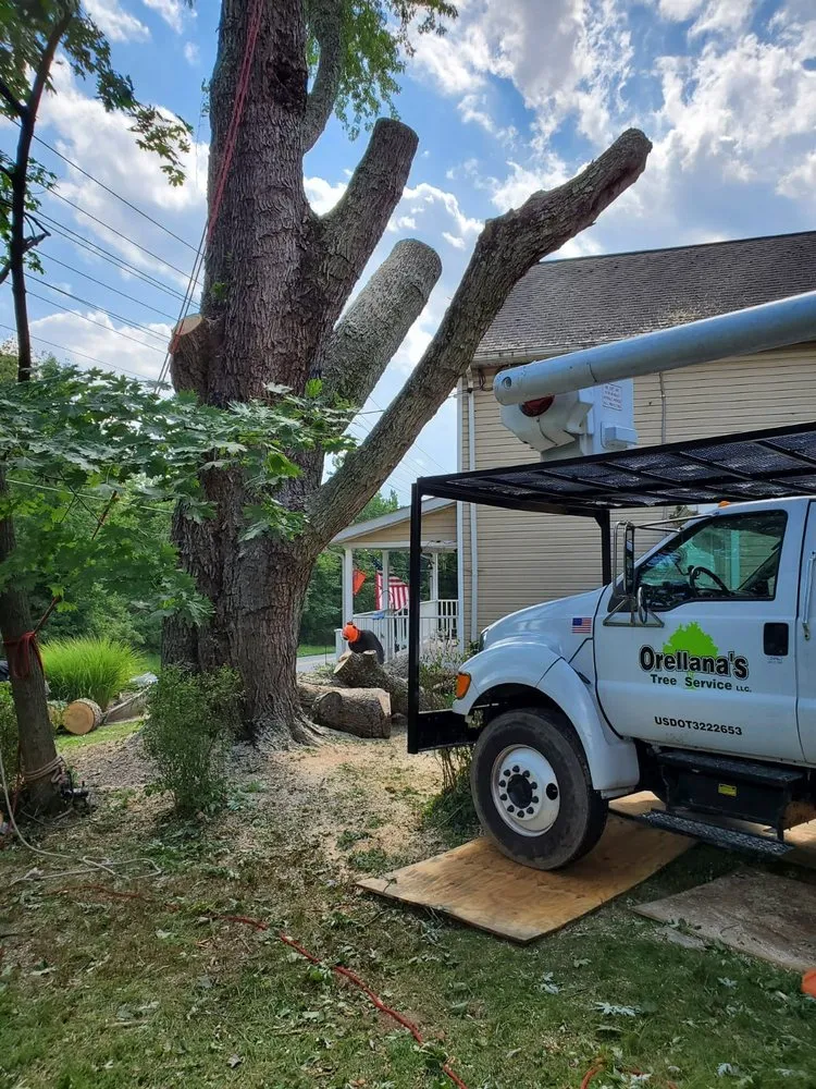 Expert yard cleanup service in Essex, MD by Orellana Tree Service