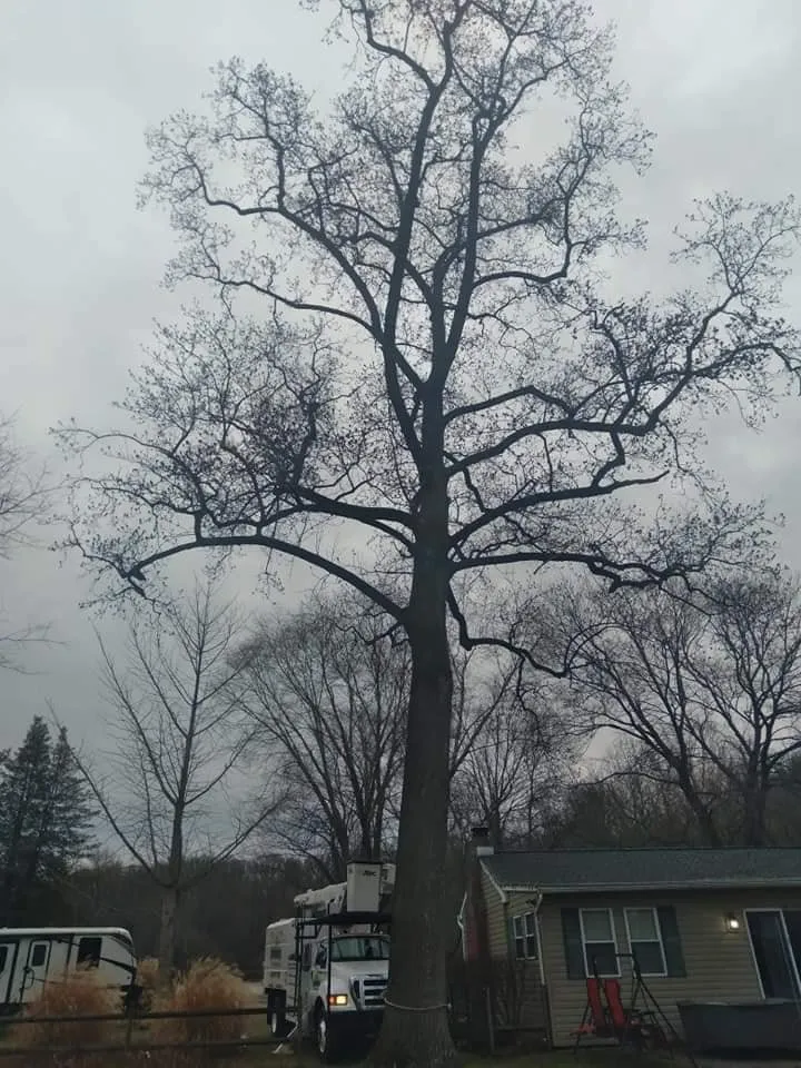 Top-rated lawn mowing service experts serving Essex, MD - Orellana Tree Service