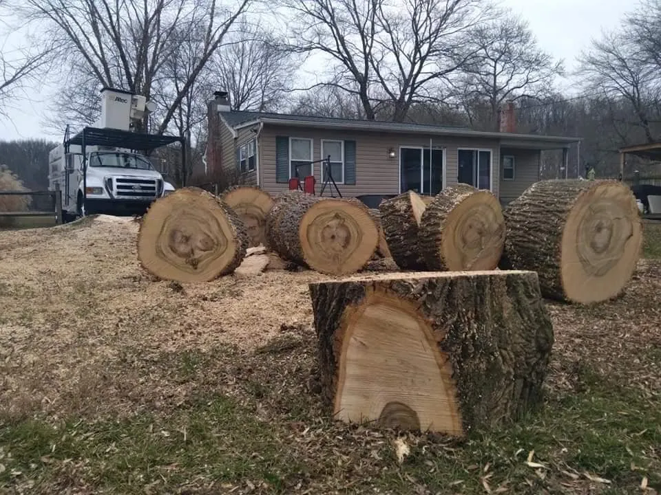 Trusted outdoor landscaping for homes in Essex, MD by Orellana Tree Service