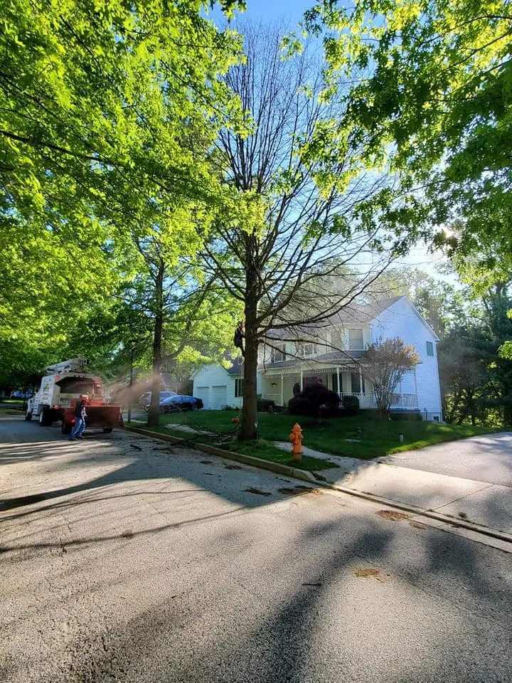 Local landscape design experts serving Essex, MD - Orellana Tree Service