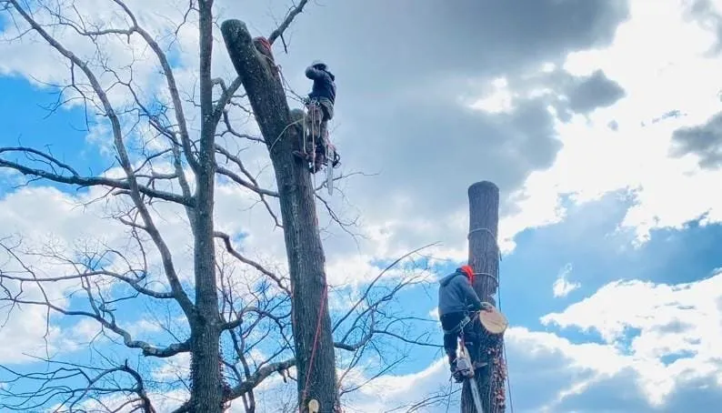 Reliable landscape installation for homes across Essex, MD - Orellana Tree Service