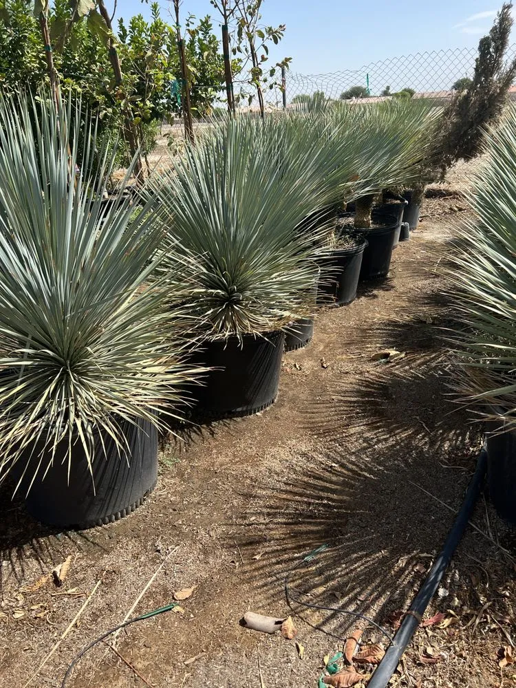 Expert yard maintenance in North Palm Springs, CA - Orellana’s landscape