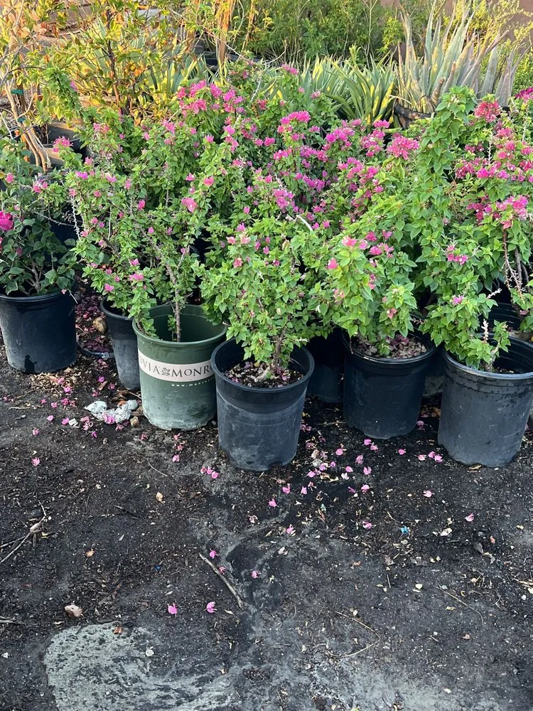 Affordable garden landscaping in North Palm Springs, CA - Orellana’s landscape