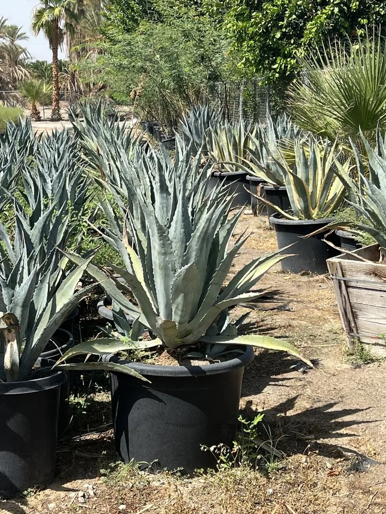Trusted yard cleanup service experts serving North Palm Springs, CA - Orellana’s landscape