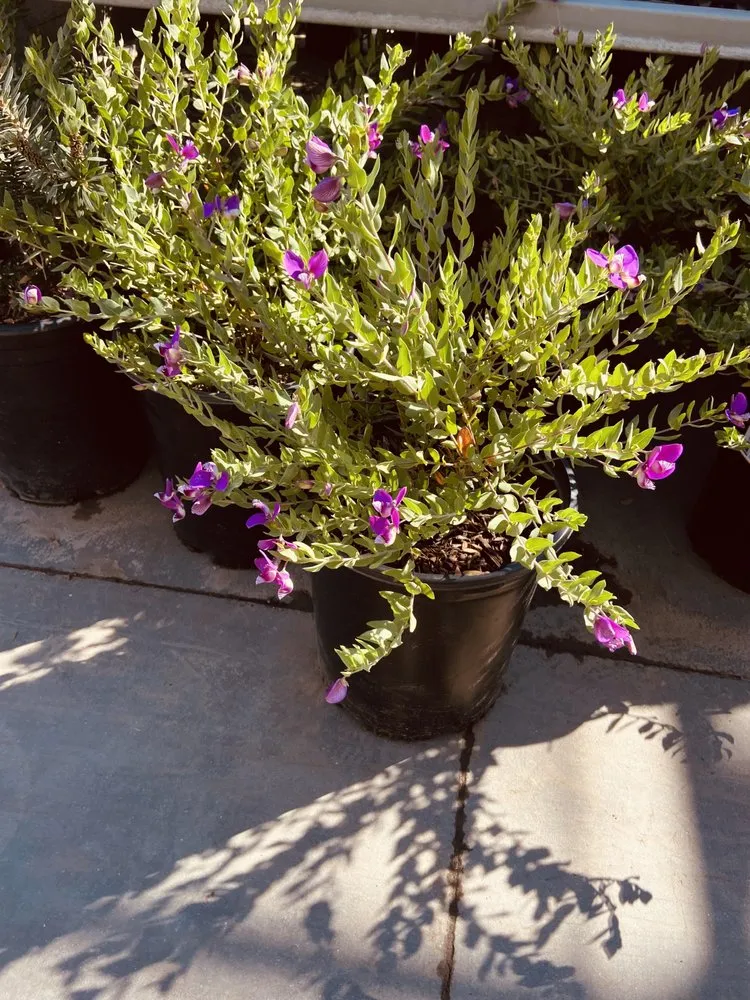 Top-rated landscape installation with custom design across North Palm Springs, CA - Orellana’s landscape