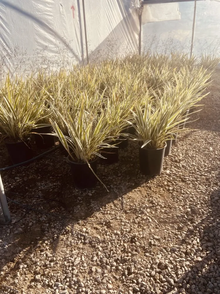 Professional lawn mowing service in North Palm Springs, CA - Orellana’s landscape