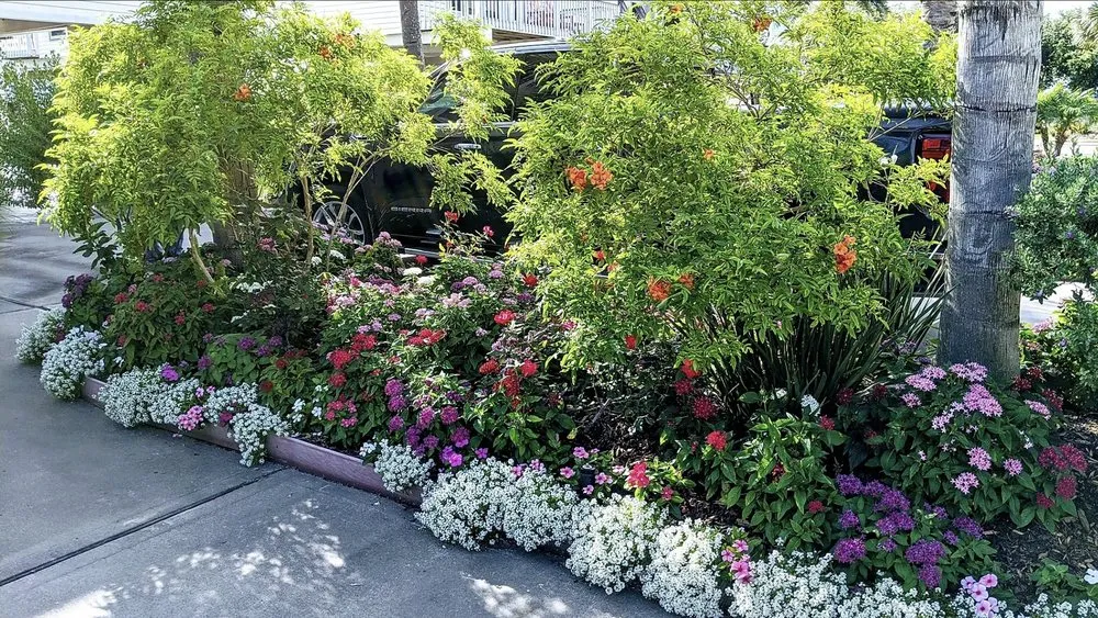 Top-rated lawn mowing service for year-round maintenance across Galveston, TX - Orellana's Lawn & Garden