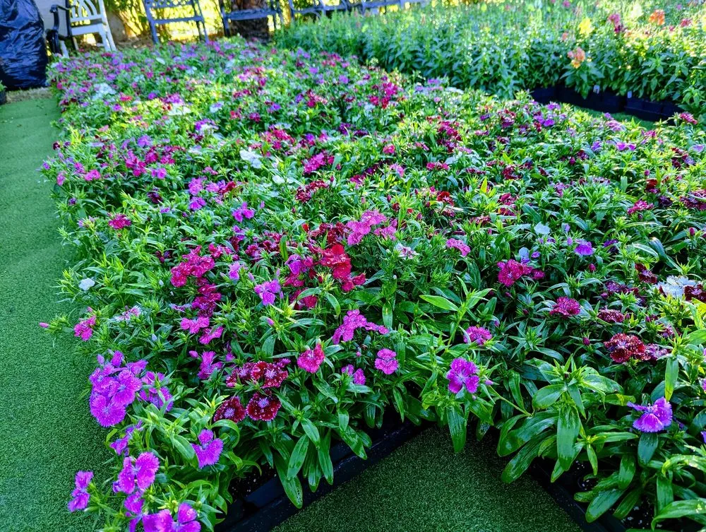 Reliable residential landscaping in Galveston, TX - Orellana's Lawn & Garden