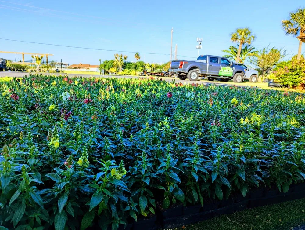 Top-rated yard cleanup service with custom design in Galveston, TX by Orellana's Lawn & Garden