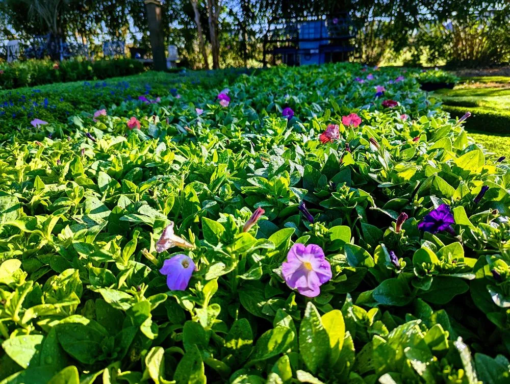 Expert lawn mowing service near you in Galveston, TX by Orellana's Lawn & Garden