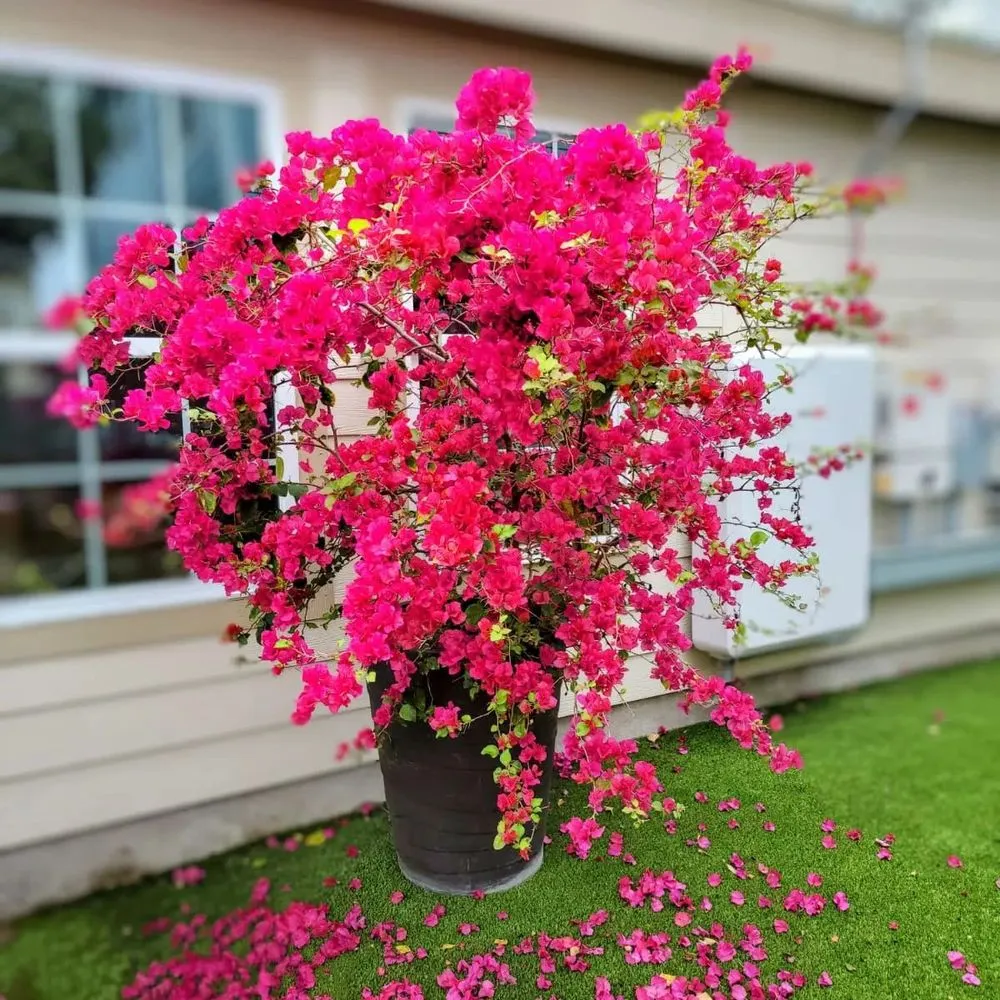 Custom landscape design for outdoor upgrades across Galveston, TX - Orellana's Lawn & Garden