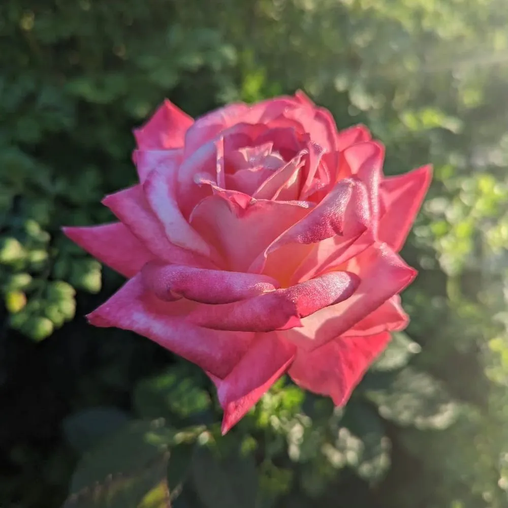 Top-rated yard maintenance in Galveston, TX - Orellana's Lawn & Garden