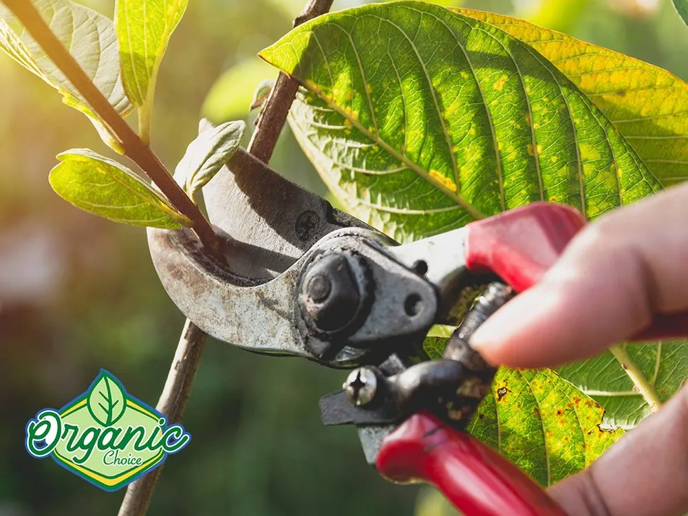 Top-rated landscaping services near you in Salt Lake City, UT by Organic Choice