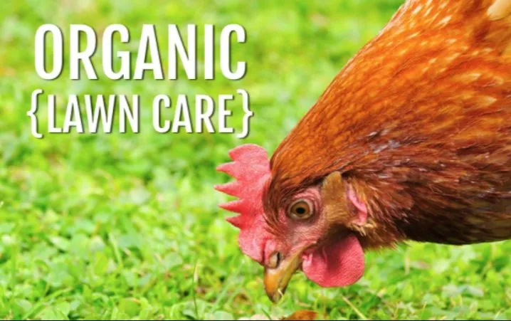 Reliable yard cleanup service for residential properties in Clinton, NJ by Organic Dutchman