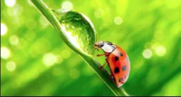 Reliable landscaping services in Clinton, NJ - Organic Dutchman