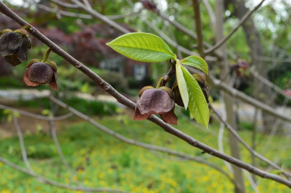 Reliable residential landscaping near you across Arlington, VA - Organic Edible Gardens