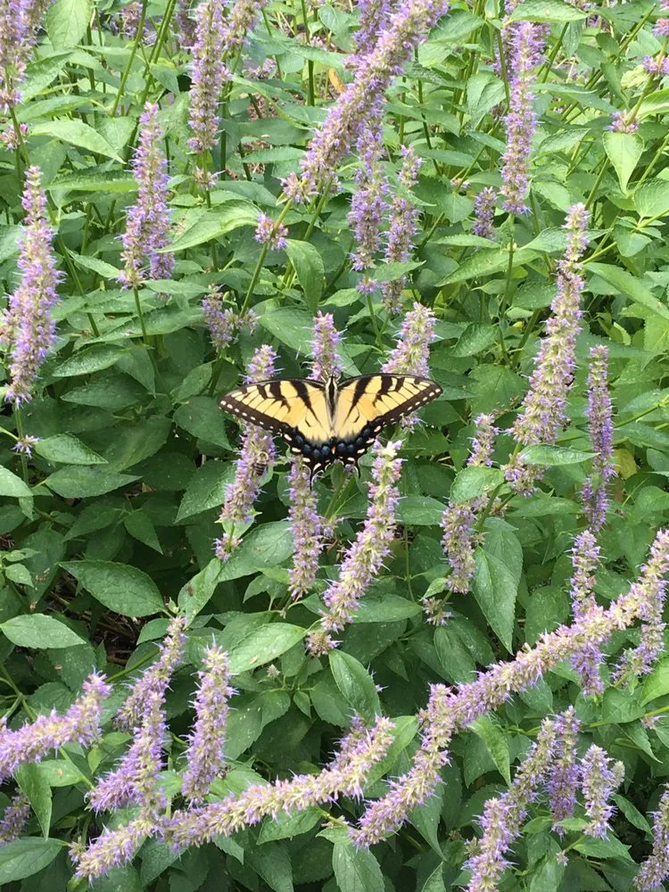 Expert garden landscaping near you in Arlington, VA by Organic Edible Gardens