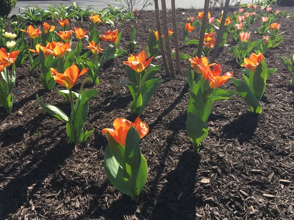 Custom landscape design experts serving Arlington, VA - Organic Edible Gardens